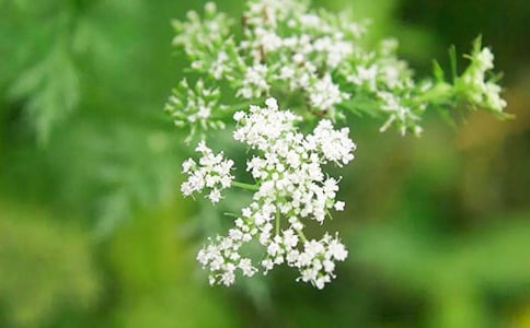 ����ӵ�����������ǵ�ɢ��