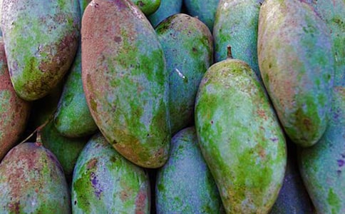 芒果小学生作文