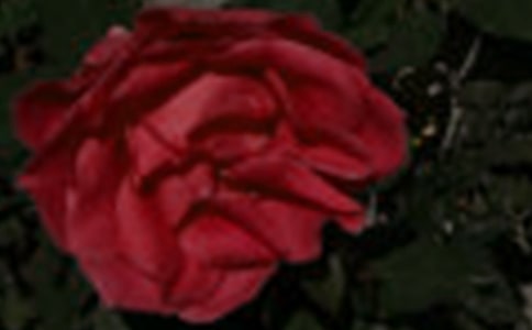 《玫瑰的故事》读后感(通用22篇)