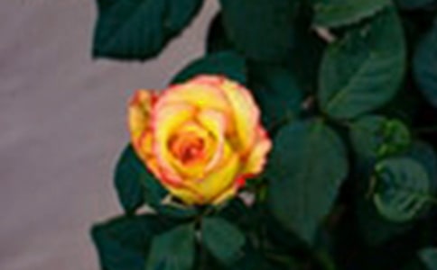 õ�������300��