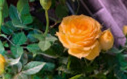 玫瑰的抒情散文