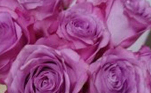 爱是手心里的玫瑰