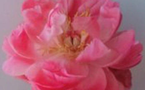 《小鹿的玫瑰花》教学设计