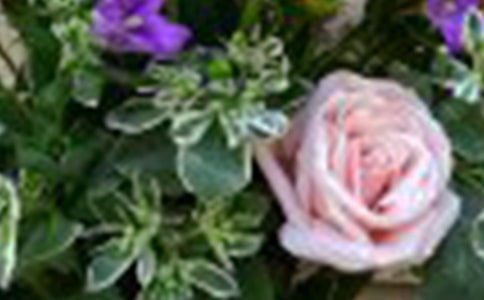 ����õ�廨��˵˵9ƪ