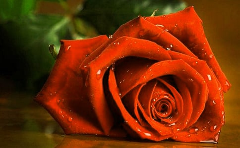 我爱玫瑰花作文