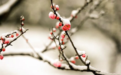 2023年精选形容梅花的句子汇编47条