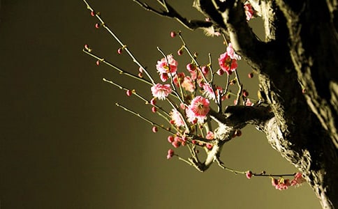 实用的形容梅花的句子合集37条