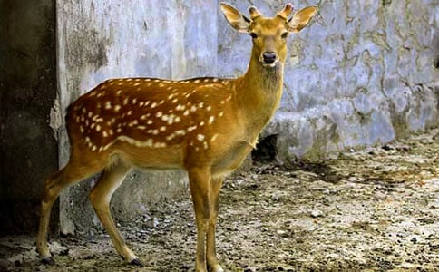 �ɰ���÷��¹