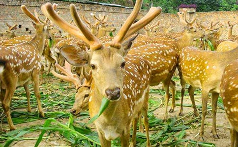 ÷��¹���ռ�