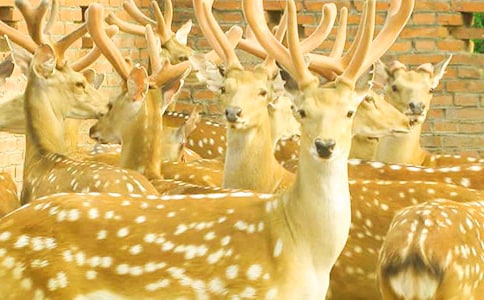 可爱的梅花鹿作文100字