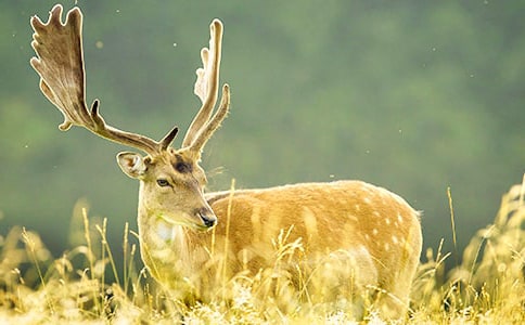 有关梅花鹿童话作文(精选44篇)