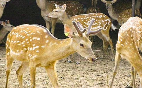梅花鹿脱险记作文