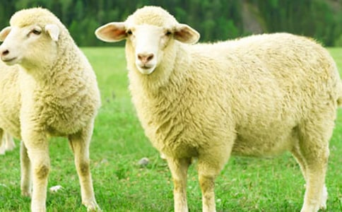 大灰狼与小绵羊读后感