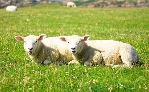 绵羊剪毛期管理技术