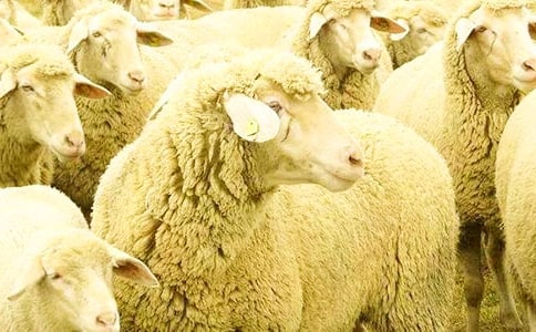 大灰狼与小绵羊读后感