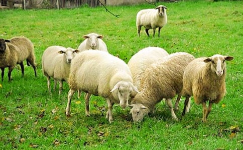 С������̰�