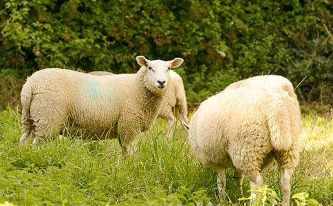 ������������������/����ϸ��������������