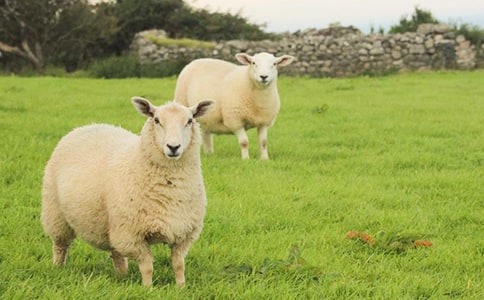 ���ҵ�С����