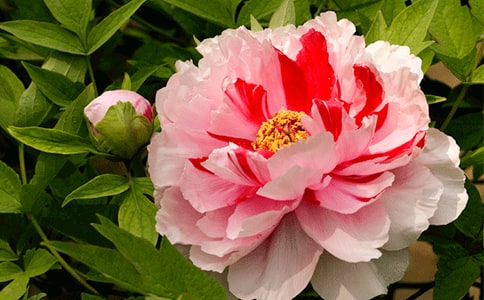 ����ĵ��԰����500��