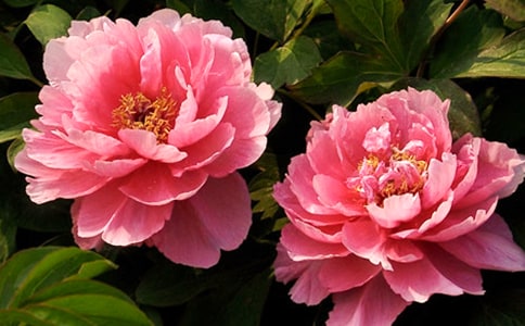 2024年形容牡丹花的句子14句