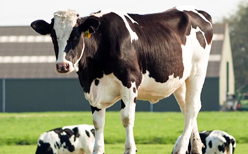 ���Ƽ�����ţ����300����ƪ