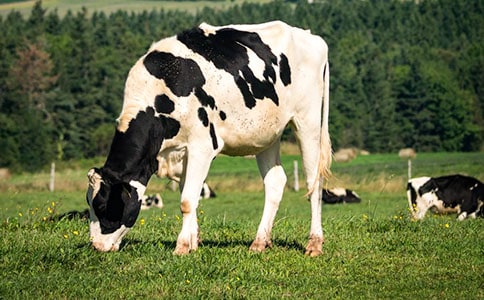 ��ţ��ţ��������������������