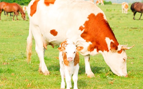 �ھӼҵ�С����ţ��