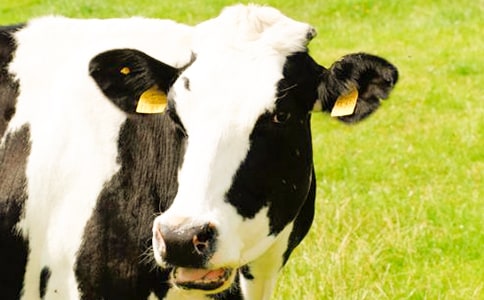 ��ţ����