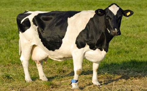 《安恩与奶牛》教案