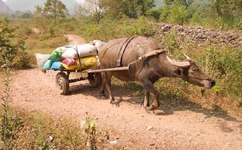 ����ţ���Ļ�ζɢ��