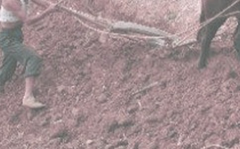 ��һ�θ�ʲô����600�֣���һ�θ�ũ��