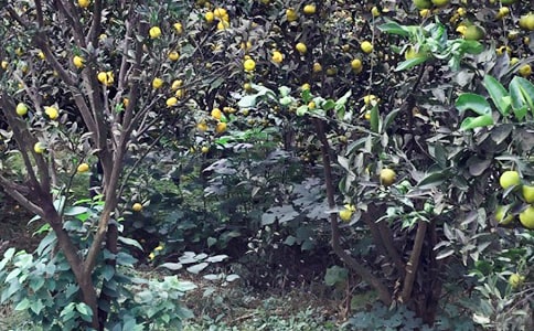 ũ���ֲ߻���3ƪ(����)