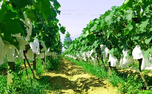 农家乐_小学生六年级作文