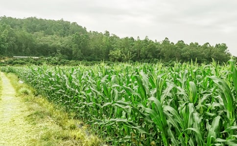 农家乐作文350字