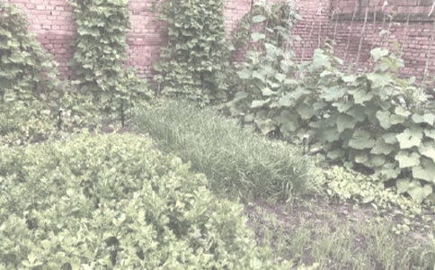 一个老头生的怪,胡须长在圆脑袋(打一农作物)