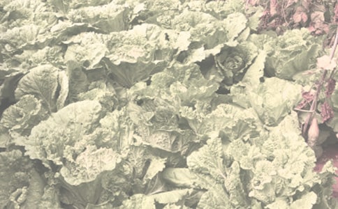 谜面:一生之念,百姓为念 谜语答案提示:农作物