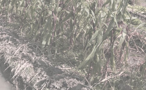 ������д����ũ���������деľ���