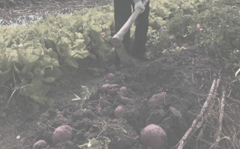 ���ؼ�����Ҫũ���ﲡ�溦�������仯