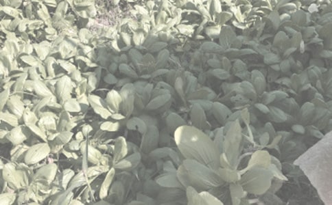 ת����ũ����:һ��û�����̵�ս��