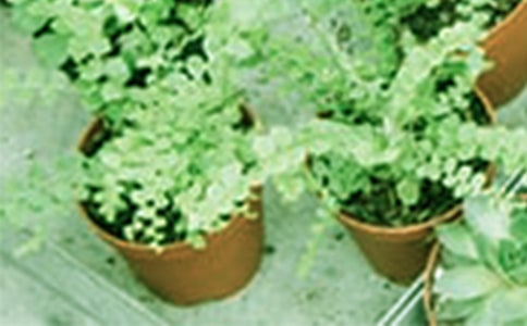 ��ѡ��������300��4ƪ