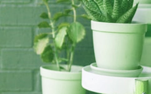 盆栽蒜苗是怎样成长的作文3篇