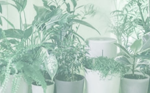 关于盆栽的作文(推荐)