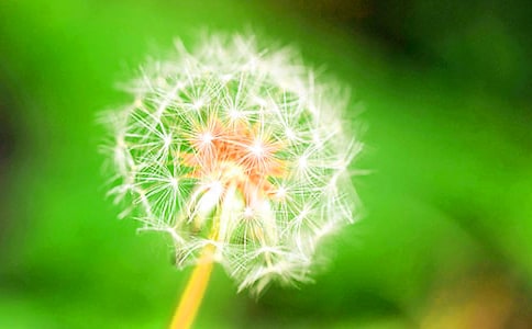 【必备】蒲公英的作文三篇