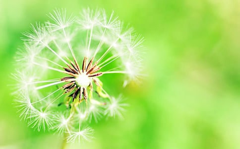 会飞的蒲公英教案