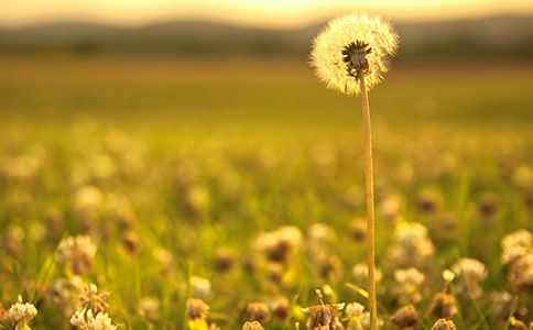 描写蒲公英作文