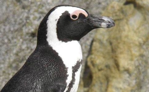 �ɰ������