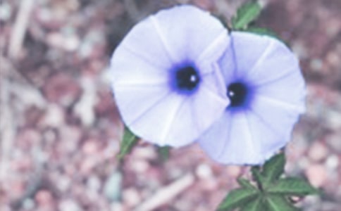 牵牛花观察话题日记范文