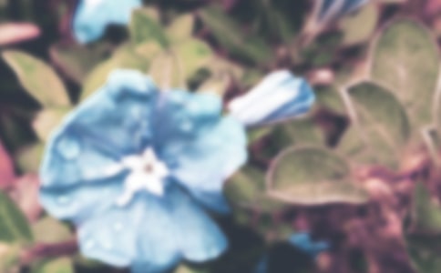 ����ǣţ����Сѧ������ƪ