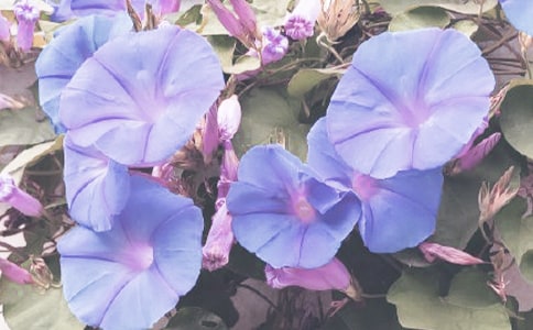 中班美术牵牛花教案