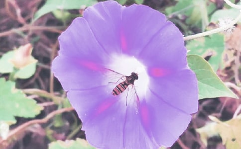 枯了的牵牛花藤